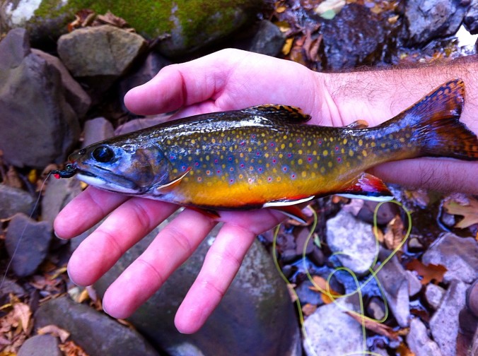 A beautiful fall brook trout.